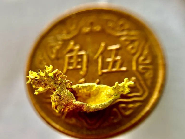 端午節即景 看全球最小的龍舟