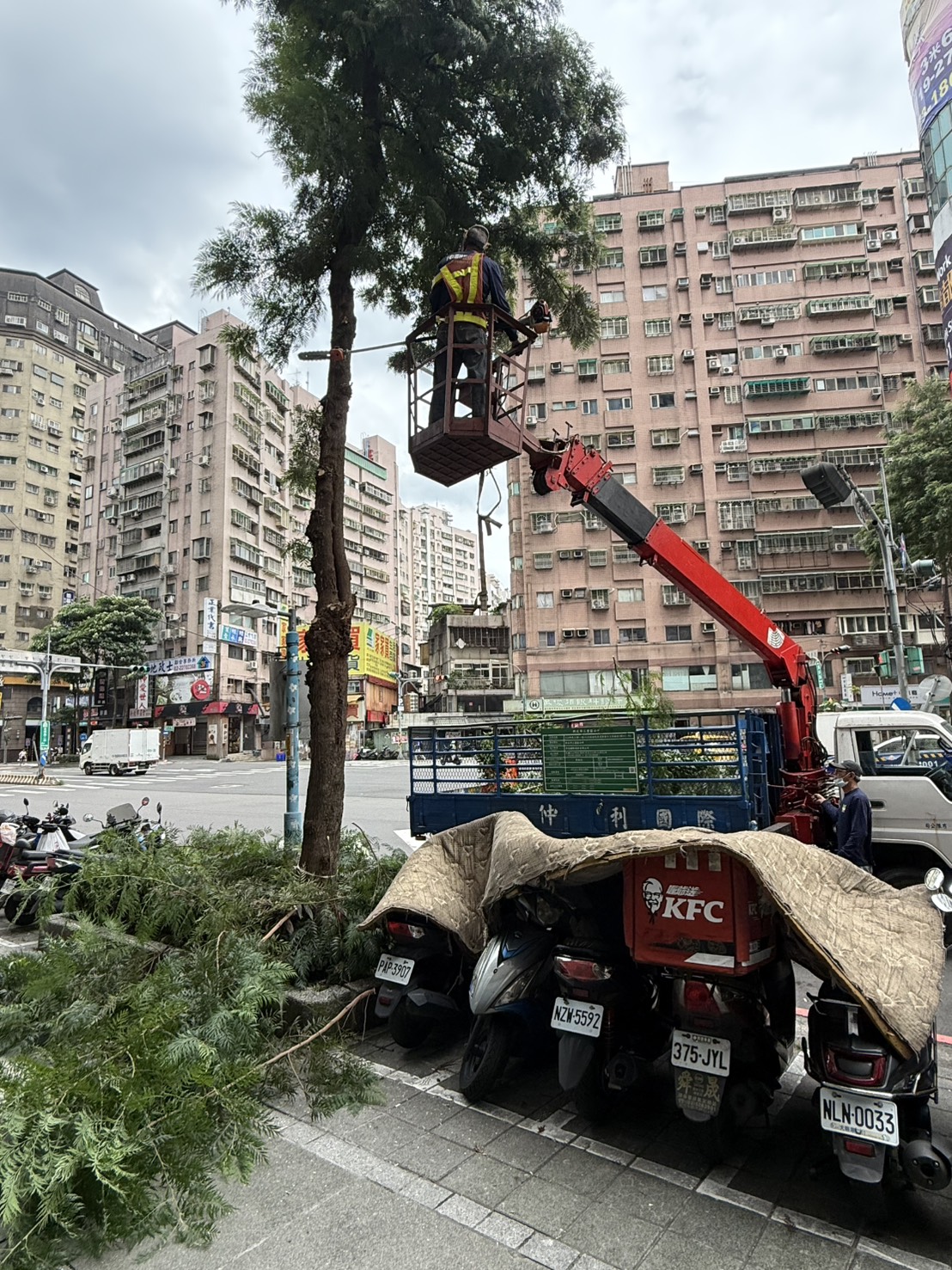 市政團隊用心修樹  平日維護保障市民安全